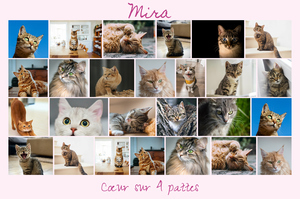 Créez un collage photo de chat en ligne – modèles variés, texte personnalisé