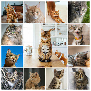 Créez un collage photo de chat en ligne – modèles variés, texte personnalisé