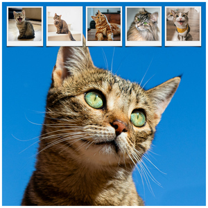 Créez un collage photo de chat en ligne – modèles variés, texte personnalisé