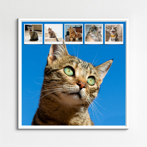Créez un collage photo de chat en ligne – modèles variés, texte personnalisé