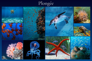 Collage photo animaux marins & plongée – créez et imprimez en qualité premium Collage photo animaux marins & plongée – créez et imprimez en qualité premium