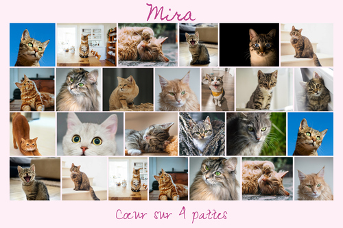 Créez un collage photo de chat en ligne – modèles variés, texte personnalisé