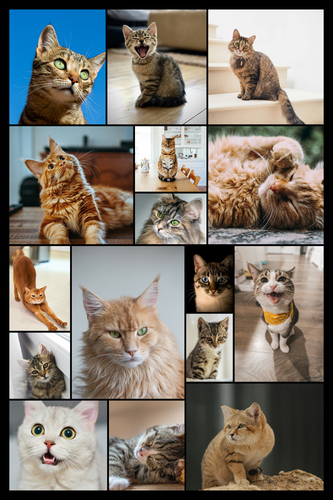 Créez un collage photo de chat en ligne – modèles variés, texte personnalisé