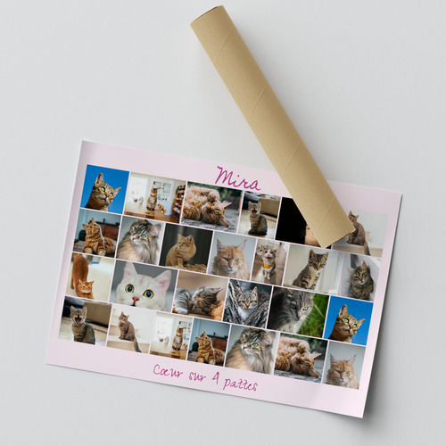 Créez un collage photo de chat en ligne – modèles variés, texte personnalisé