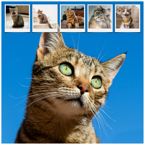 Créez un collage photo de chat en ligne – modèles variés, texte personnalisé