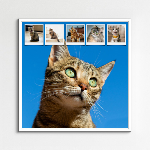 Créez un collage photo de chat en ligne – modèles variés, texte personnalisé