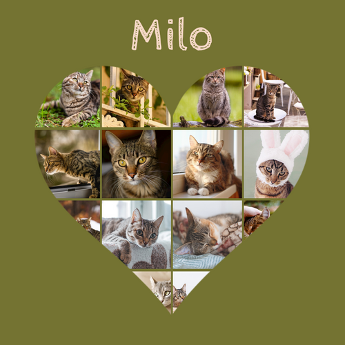 Herz-Collage mit Katzenfotos – jetzt mit deinem Namen oder Unser Liebling gestalten