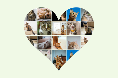 Herz-Collage mit Katzenfotos – jetzt mit deinem Namen oder Unser Liebling gestalten