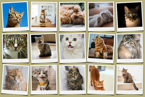 Katzen-Polaroid-Collage erstellen – mit Namen & Text deiner Katze personalisieren