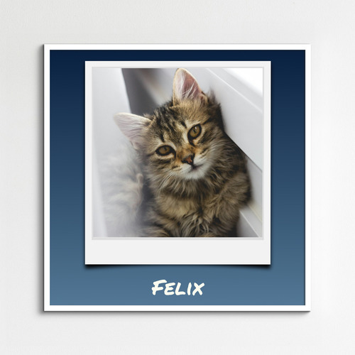 Katzen-Polaroid-Collage erstellen – mit Namen & Text deiner Katze personalisieren