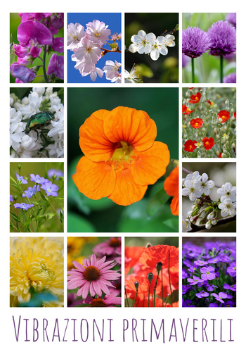 Crea il tuo collage foto fiori e piante – stampa premium: rose, tulipani, prati in fiore