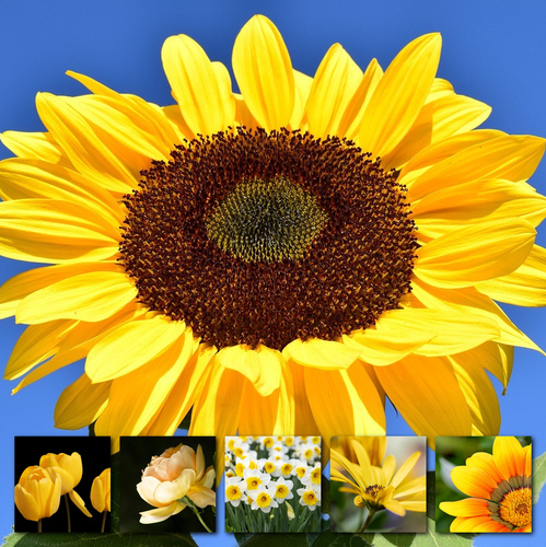 Blumen & Pflanzen Fotocollage – gestalte deinen Premiumdruck als Poster & Leinwand
