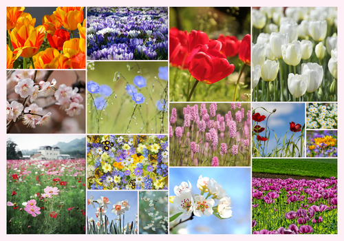 Blumen & Pflanzen Fotocollage – gestalte deinen Premiumdruck als Poster & Leinwand