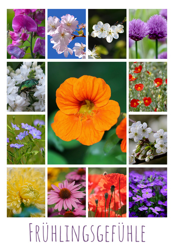 Blumen & Pflanzen Fotocollage – gestalte deinen Premiumdruck als Poster & Leinwand