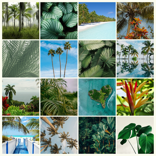 Naturfoto-Collage drucken – Tropen, Palmen, Blumen & Strand – Premiumdruck – Gestalte jetzt