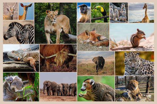 Collage fotografico animali in natura - crea la tua stampa premium online ora