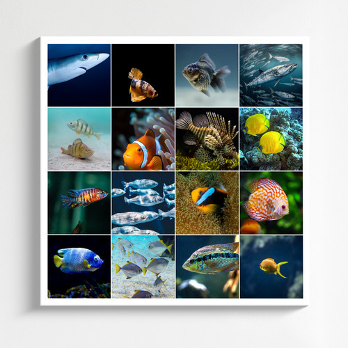 Collage foto subacquee: animali marini e immersioni – crea e stampa il tuo collage premium