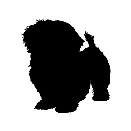 Silhouette del cane Shih Tzu in piedi